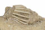 Crinoid (Macrocrinus) Fossil - Crawfordsville, Indiana #188683-3